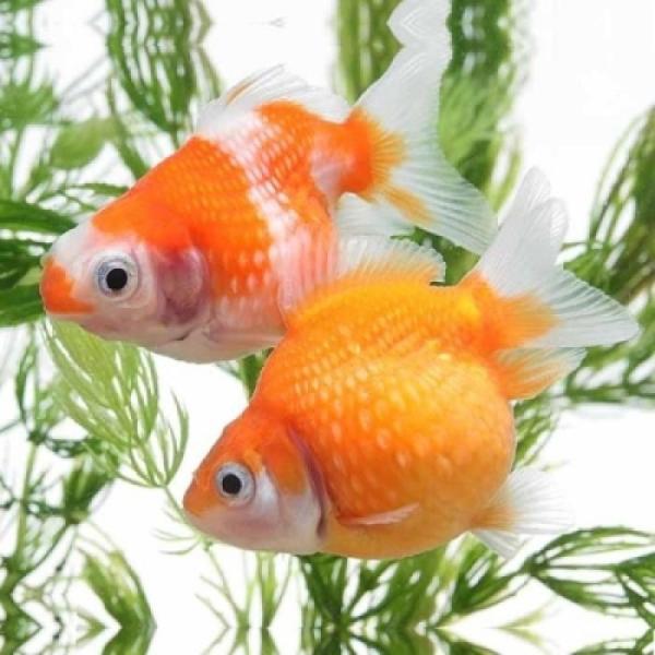 ピンポンパール（インドネシア）（Ｍ）  9月新入荷商品　202509 掘り出し物 「淡水魚」「熱帯魚...