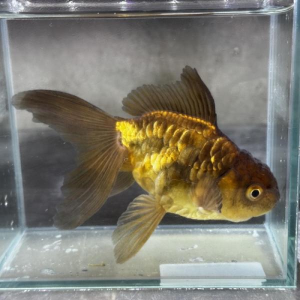 (国産金魚)ドラゴンスケール黒オランダ （埼玉） 日本 さいたま便「金魚」「観賞魚」アクアリウム