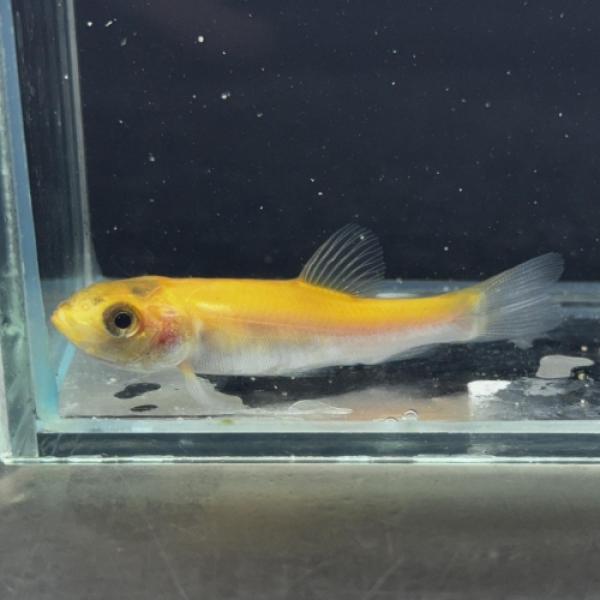 「熱帯魚」ゴールデンティンカ　ティンカ（中国）中国便「淡水魚」「観賞魚」アクアリウム