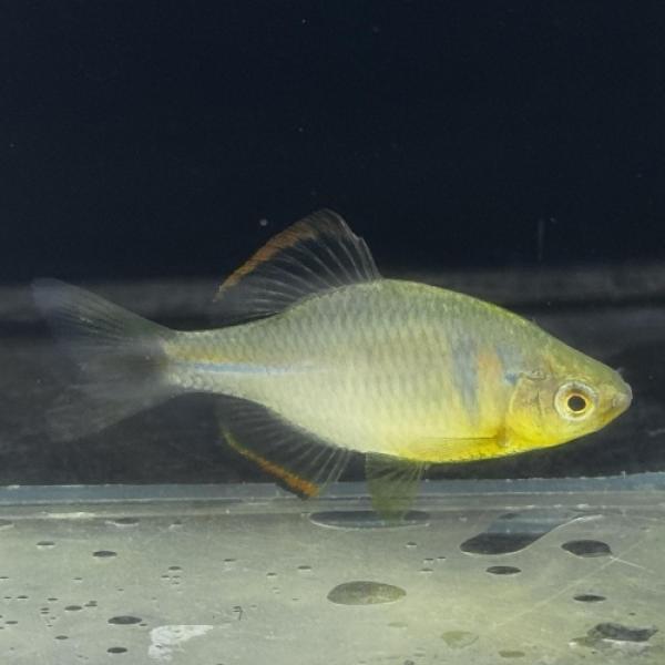 「熱帯魚」中国ウエキゼニタナゴ中国便「淡水魚」「観賞魚」アクアリウム