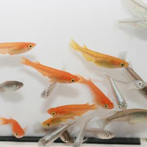 変わりメダカＭＩＸ 日本 さいたま便「メダカ」「観賞魚」アクアリウム