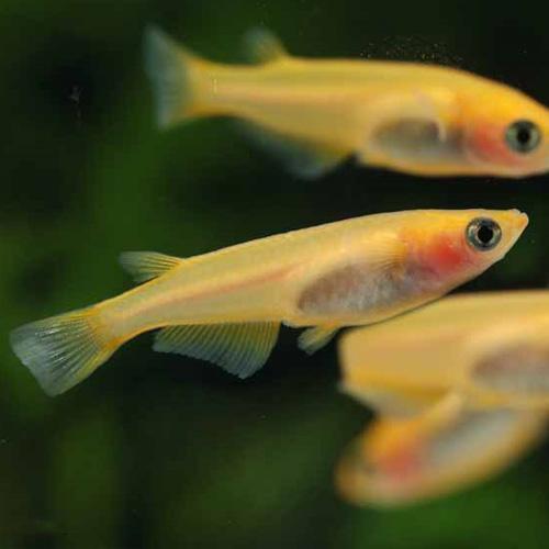 楊貴妃パンダメダカ 日本 さいたま便「メダカ」「観賞魚」アクアリウム