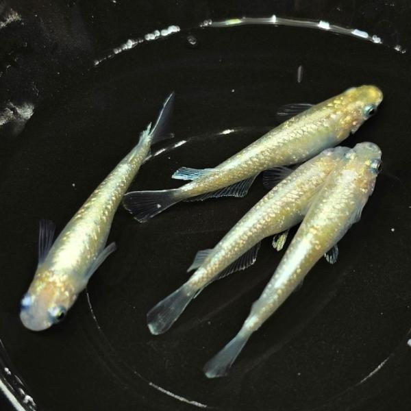 ルナイエローキッシング(上州メダカ) 日本 さいたま便「メダカ」「観賞魚」アクアリウム