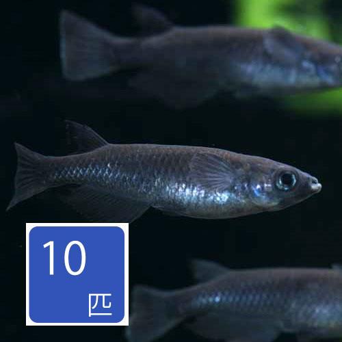 オロチ（真黒）メダカ  10匹セット   3月新入荷商品　202503 おまとめ商品 「淡水魚」「熱...