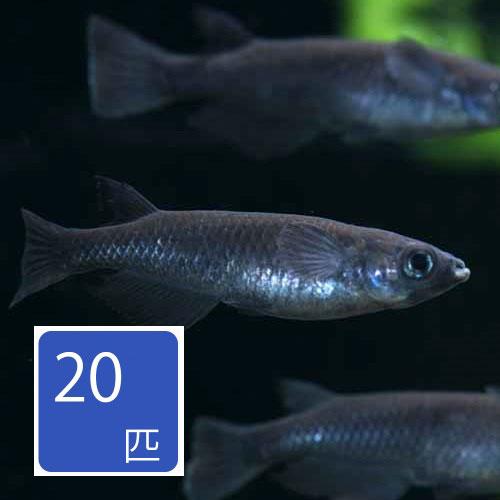 オロチ（真黒）メダカ  20匹セット 3月新入荷商品　202503 おまとめ商品 「淡水魚」「熱帯魚...