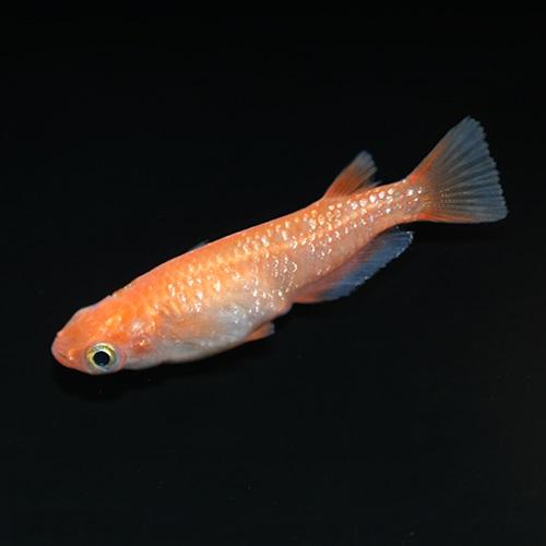 「メダカ」紅帝ラメメダカさいたま便 「淡水魚」「観賞魚」アクアリウム