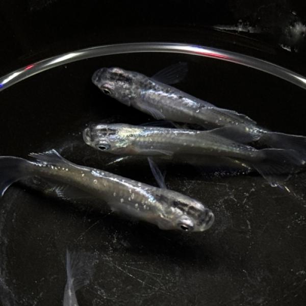 頂上（てっぺん） 日本 さいたま便「メダカ」「観賞魚」アクアリウム