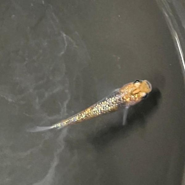 ユリシス 日本 さいたま便「メダカ」「観賞魚」アクアリウム