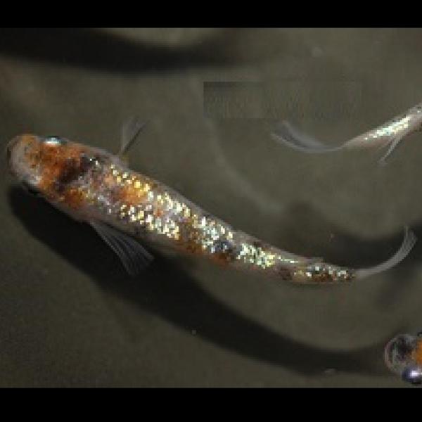 月華(上州メダカ) 日本 さいたま便「メダカ」「観賞魚」アクアリウム