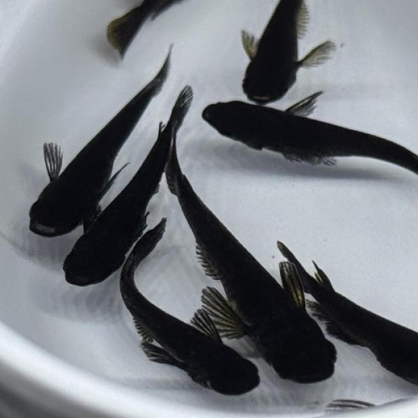 「メダカ」五式漆黒さいたま便 「淡水魚」「観賞魚」アクアリウム