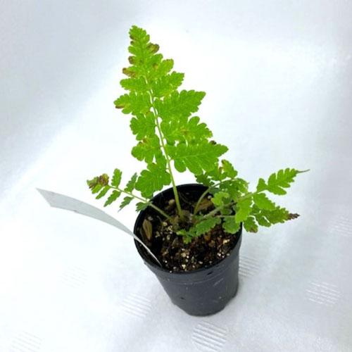 シケシダ 202501月新入荷商品　「観葉植物」「水草」「国産」　202501