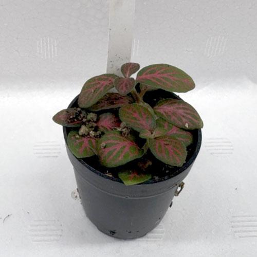 フィットニア フランムール 202501月新入荷商品 「観葉植物」「水草」「国産」 202501 ア...