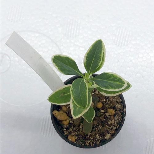 ハクチョウゲ　斑入り 202501月新入荷商品　「観葉植物」「水草」「国産」　202501