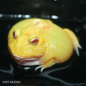 クランウェルツノガエル グリーンアップル(成体) 4〜5cm程度