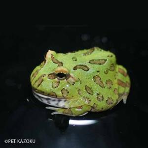 クランウェルツノガエル・グリーン（成体） 4〜5cm程度