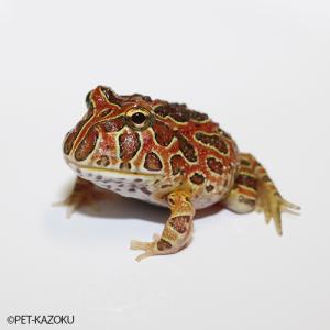 ベルツノガエル・レッド BR03 1匹 (3.5〜4cm程度)　在庫無し