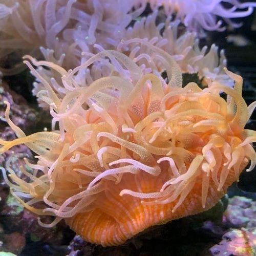 ウチウラタコアシサンゴ　オレンジ 10月入荷海水魚・サンゴ