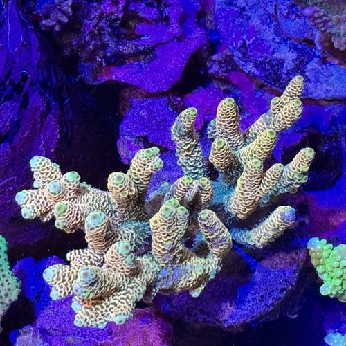 SPSコーラル ミドリイシ ハイマツ系 ブリード ch000804「熱帯魚」「観賞魚」「海水魚」  ...