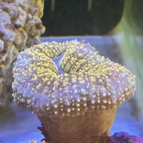 LPSコーラル パラオハナガタサンゴ オレンジ「熱帯魚」「観賞魚」「海水魚」  「サンゴ」 アクアリ...