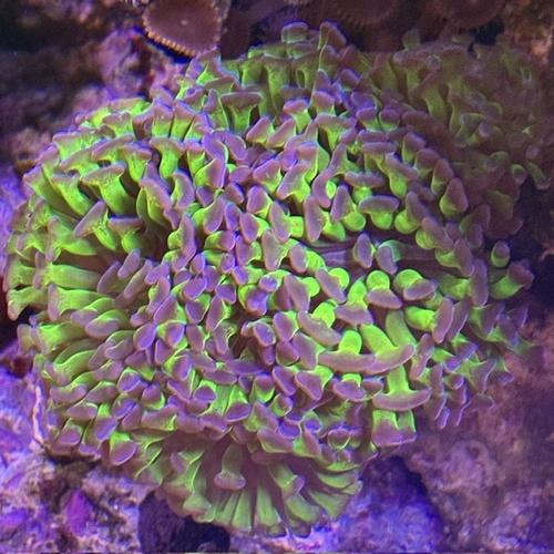 LPSコーラル ナガレハナサンゴ  ブランチタイプ リバースメタグリーン「熱帯魚」「観賞魚」「海水魚...