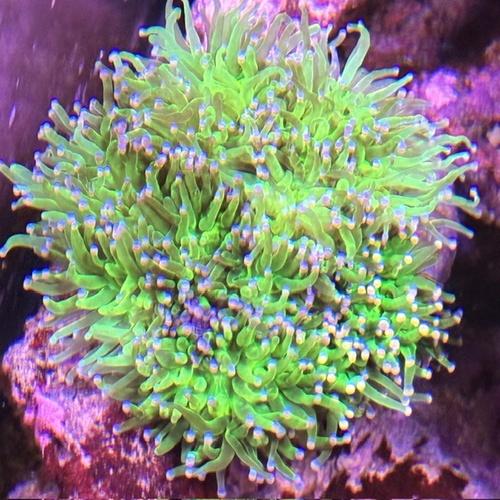 LPSコーラル   ネオングリーントーチSグレード「熱帯魚」「観賞魚」「海水魚」  「サンゴ」 アク...