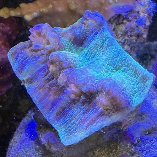 SPSコーラル ウスカミサンゴ イエローマウス「熱帯魚」「観賞魚」「海水魚」  「サンゴ」 アクアリ...