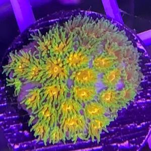 フカトゲサンゴ GoldenHoney Frag アクアリウム