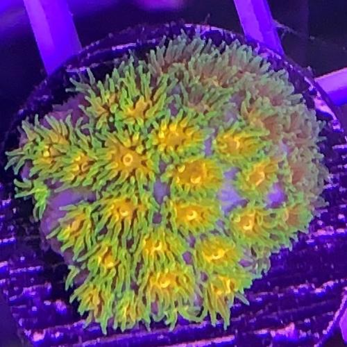フカトゲサンゴ GoldenHoney Frag アクアリウム