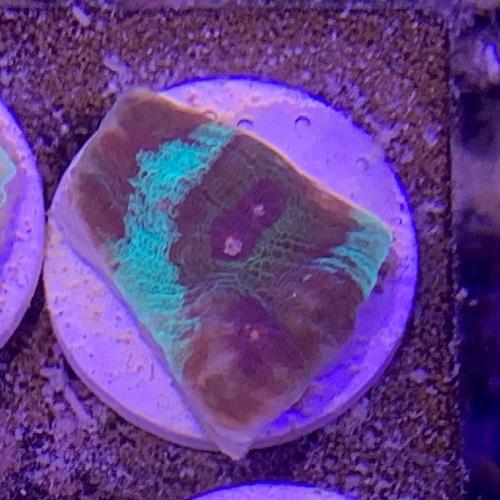 Fragサンゴ ウスカミサンゴFrag 3月新入荷サンゴ アクアリウム