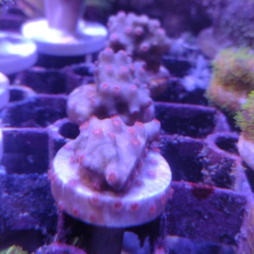 「サンゴ」fragサンゴ フカトゲキクメイシ　メテオシャワー Frag 1 「熱帯魚」「観賞魚」「海...