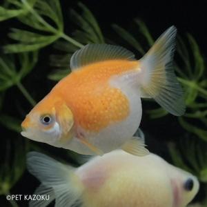 国産　ピンポンパール（M）（浜松） 　3月セール金魚