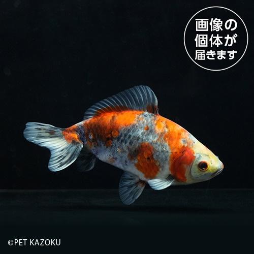 キャリコ三尾和金（東川養魚場）KYR01 2024おさかなセール熱帯魚
