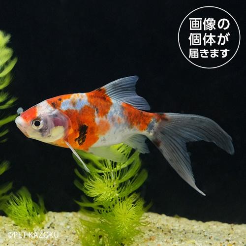 朱文金(M)（東川養魚場）SHG02 2024おさかなセール熱帯魚・金魚