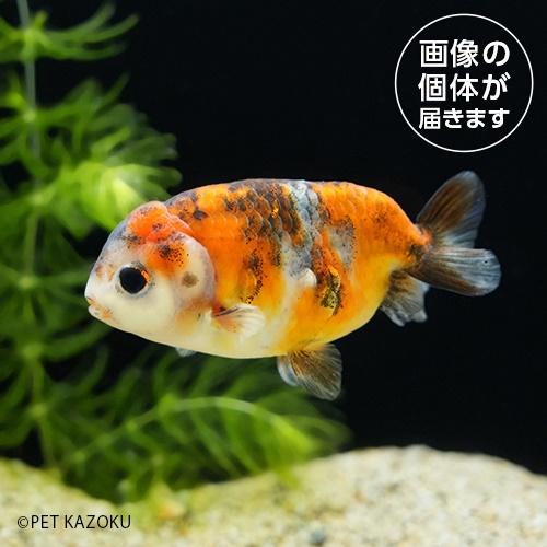 江戸錦・変わり柄ミックス(中国)TEK06 4月新入荷金魚