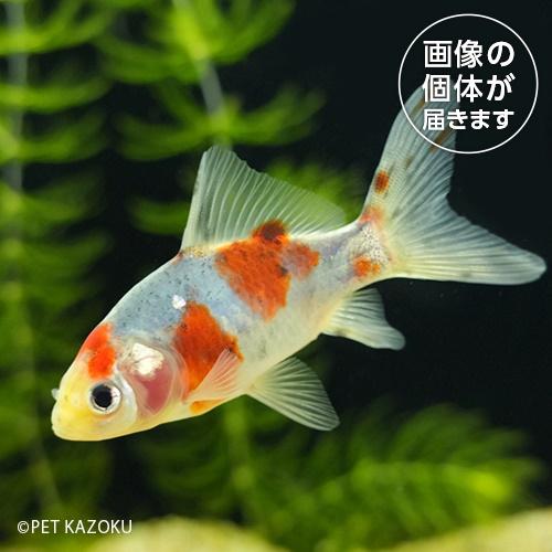 朱文金(M)（東川養魚場）HSK10 4月新入荷金魚