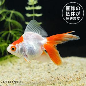 20240514_32aサラサ琉金（長野飯田）（Ｍ）SRN02 6月新入荷商品　淡水魚｜pet-kazoku