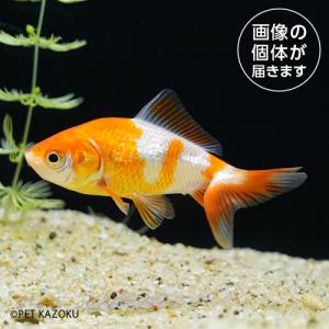 20240514_37aサラサ三尾和金（埼玉/平賀）SMH02 6月新入荷商品　淡水魚｜pet-kazoku