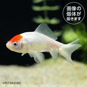 20240514_39aサラサ三尾和金（埼玉/平賀）SMH04 6月新入荷商品　淡水魚｜pet-kazoku