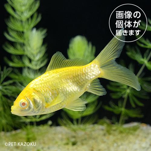 20a アルビノコメット（埼玉）(M) a KR03 「金魚」「観賞魚」「熱帯魚」「淡水魚」（金魚）...