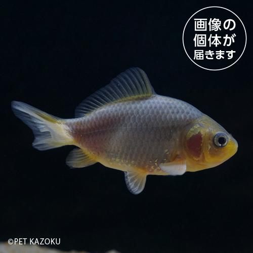 「金魚」20260317_08a青もみじ三尾和金（埼玉）AOM03個体別　一点物販売「観賞魚」「金魚...