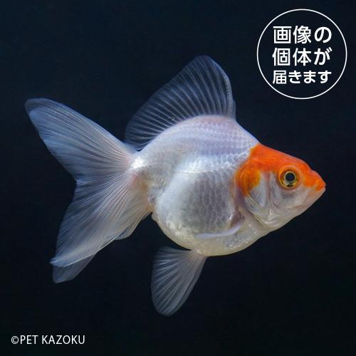 「金魚」20260317_09aサラサ琉金（インドネシア）（ML)SRE01個体別　一点物販売「観賞...