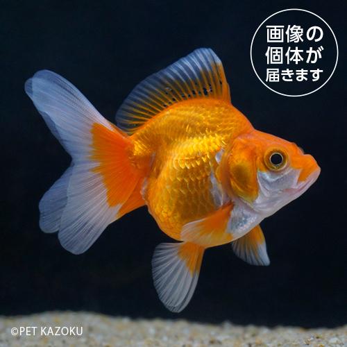 「金魚」20260317_10aサラサ琉金（インドネシア）（ML)SRE02個体別　一点物販売「観賞...
