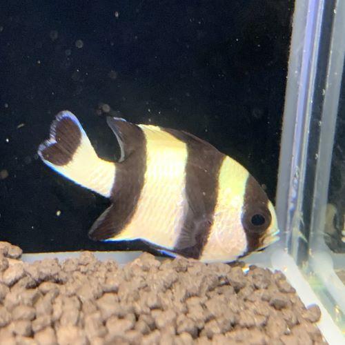 ヨスジリュウキュウスズメダイ 10月入荷海水魚・サンゴ アクアリウム