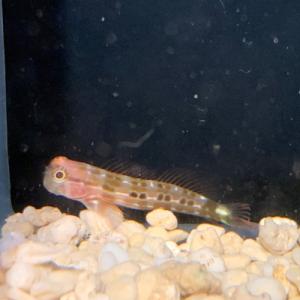 ギンポ ゴイシギンポ 石垣島産 kf000236 20240514 海水 5月新入荷商品 海水魚｜pet-kazoku