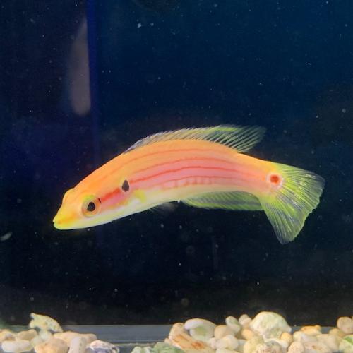 「海水魚」ベラ フタホシキツネベラ イエロー  「熱帯魚」「観賞魚」アクアリウム