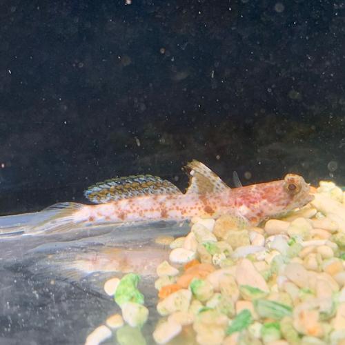 「熱帯魚」共生ハゼ オニハゼ  「熱帯魚」「観賞魚」　アクアリウム