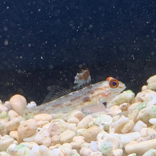 「熱帯魚」ハゼ ヒレフリサンカクハゼ kf000401  「熱帯魚」「観賞魚」　アクアリウム