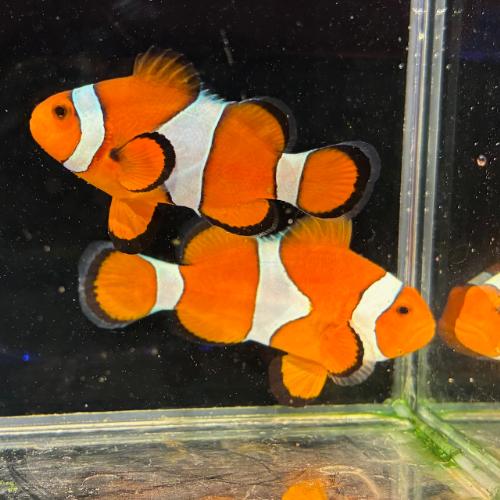 「海水魚」 クマノミ ぺルクラクラウンアネモネフィッシュ インドネシア産 2匹組 kf000429「...