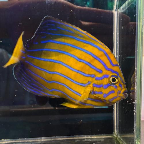 「海水魚」 ヤッコ キンチャクダイ 近海産 kf000439「熱帯魚」「観賞魚」 アクアリウム