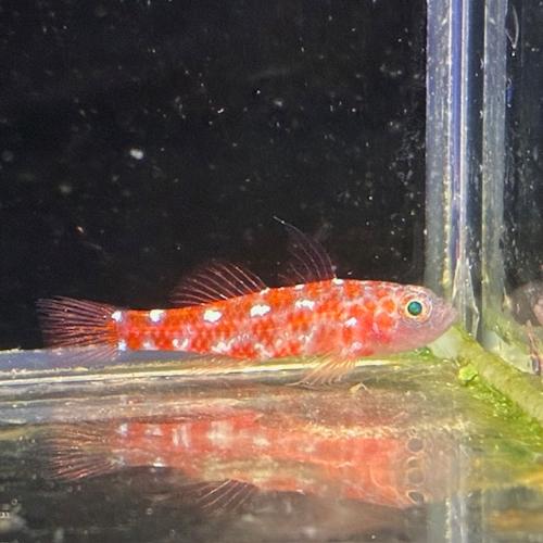 「海水魚」ハゼ チゴベニハゼ 沖縄産「熱帯魚」「観賞魚」 アクアリウム
